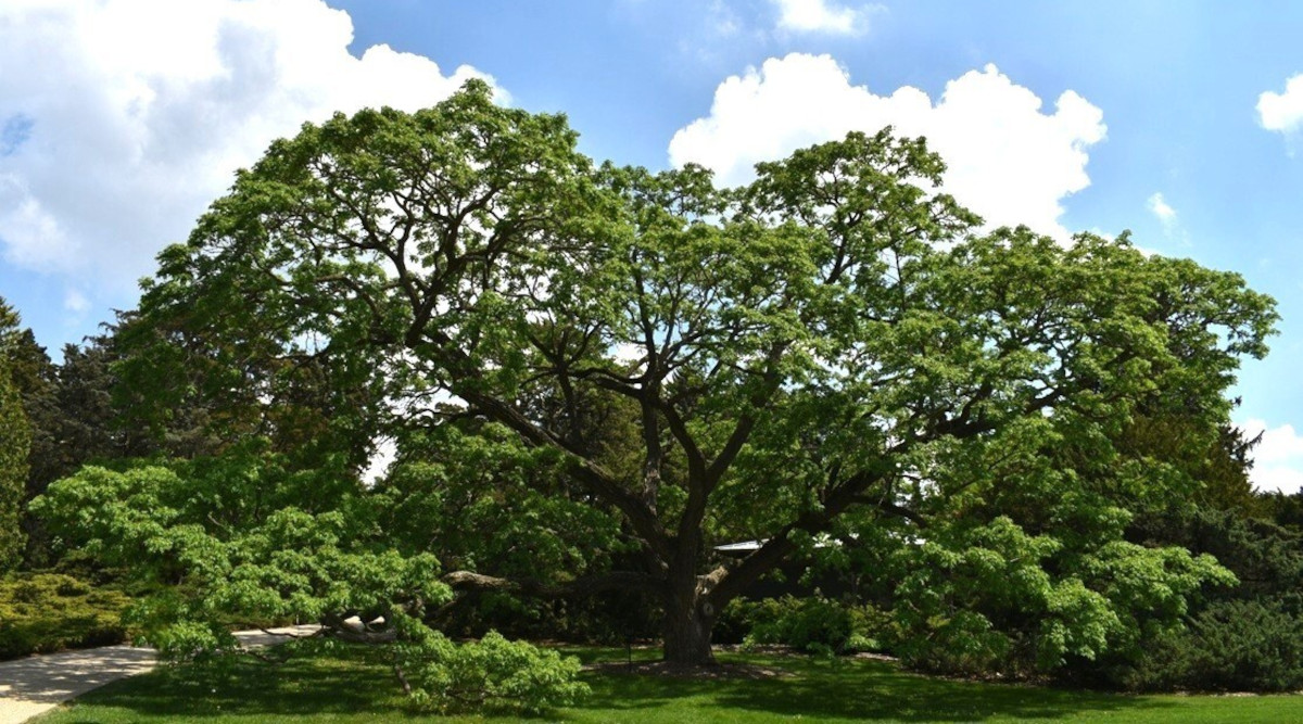 Public Gardens Prove Valuable Sentinels for Invasive Plants