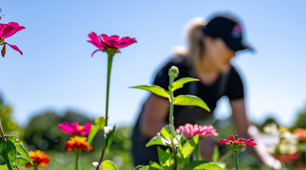 choosing plants