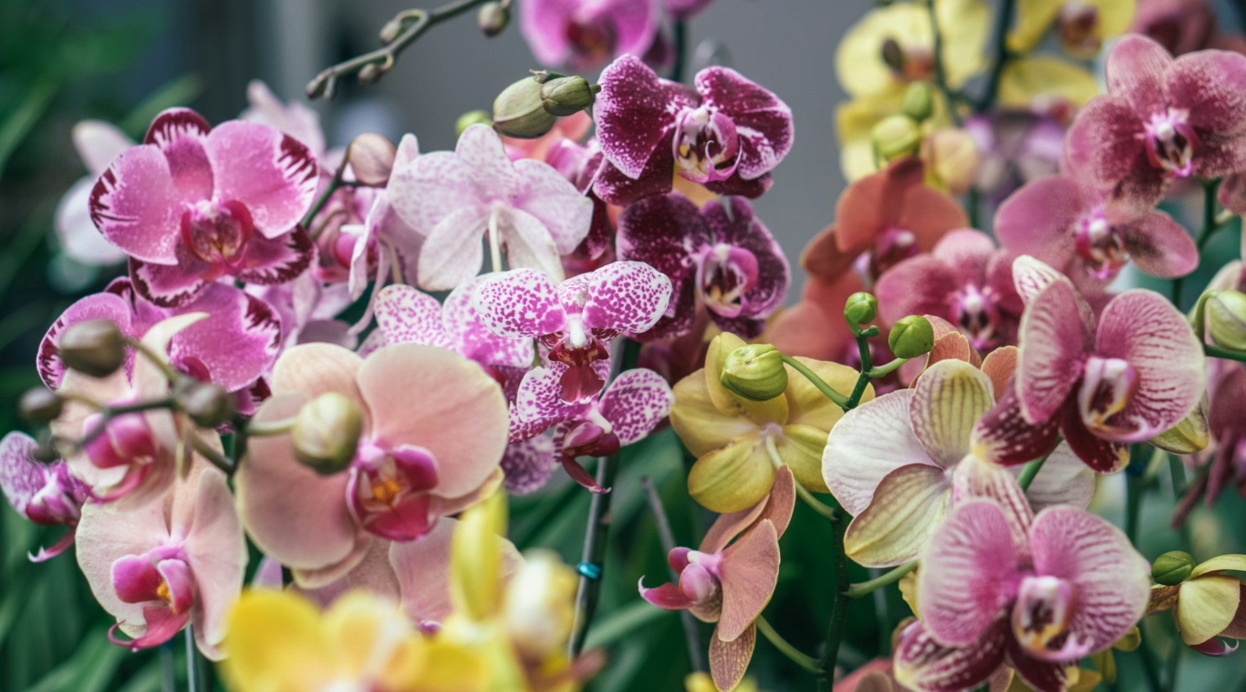 Orchids