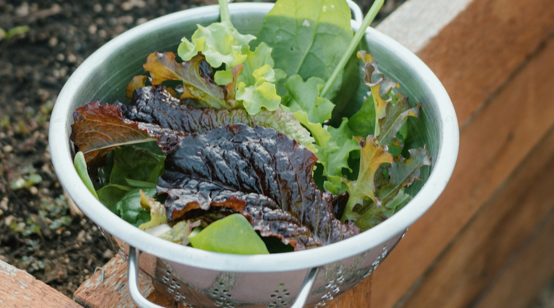 growing leafy greens