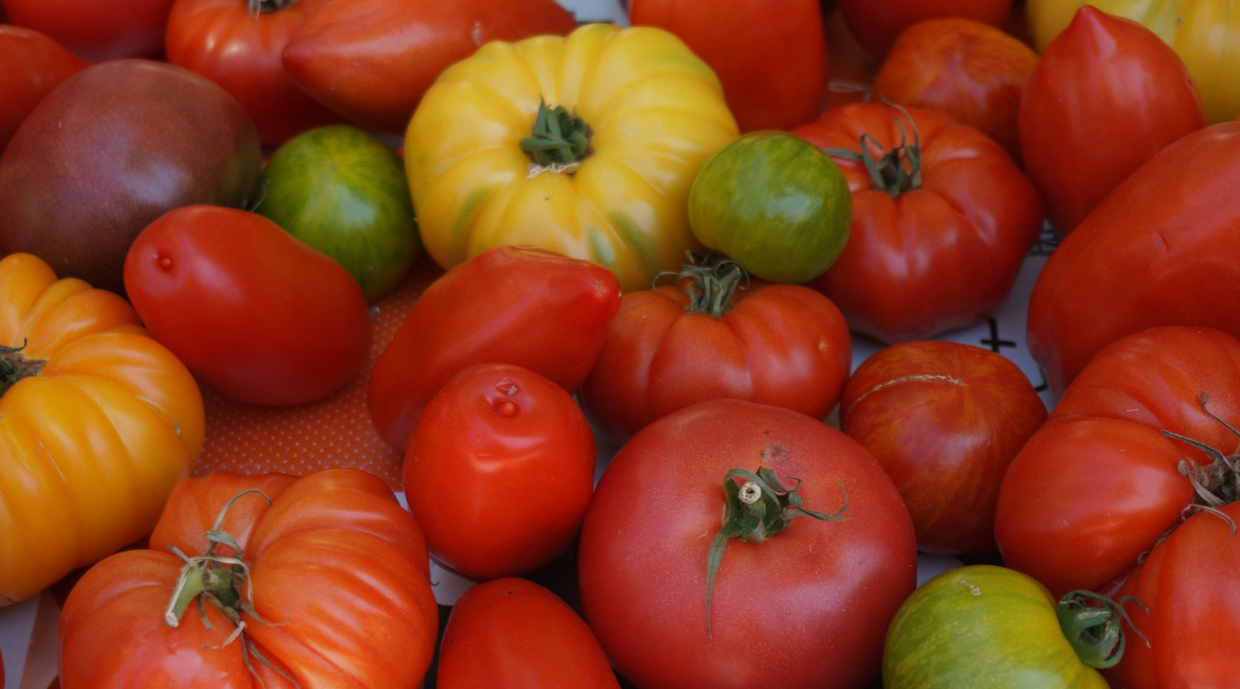 It’s February: Are You Thinking About Tomatoes Yet?