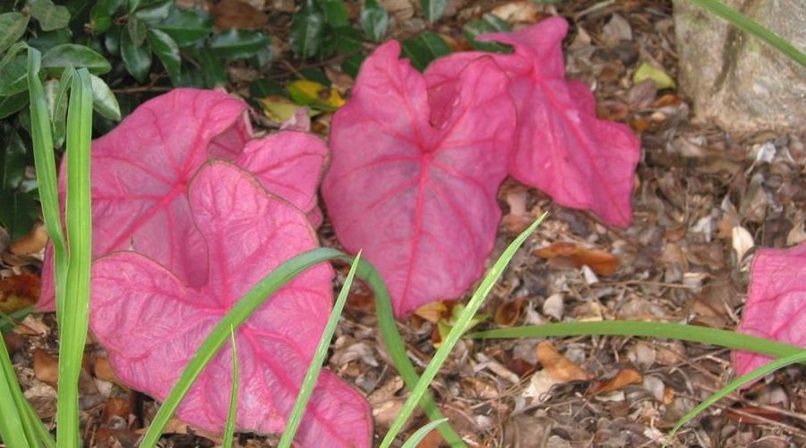 Choose These ‘Fab Four’ for Flowers Galore