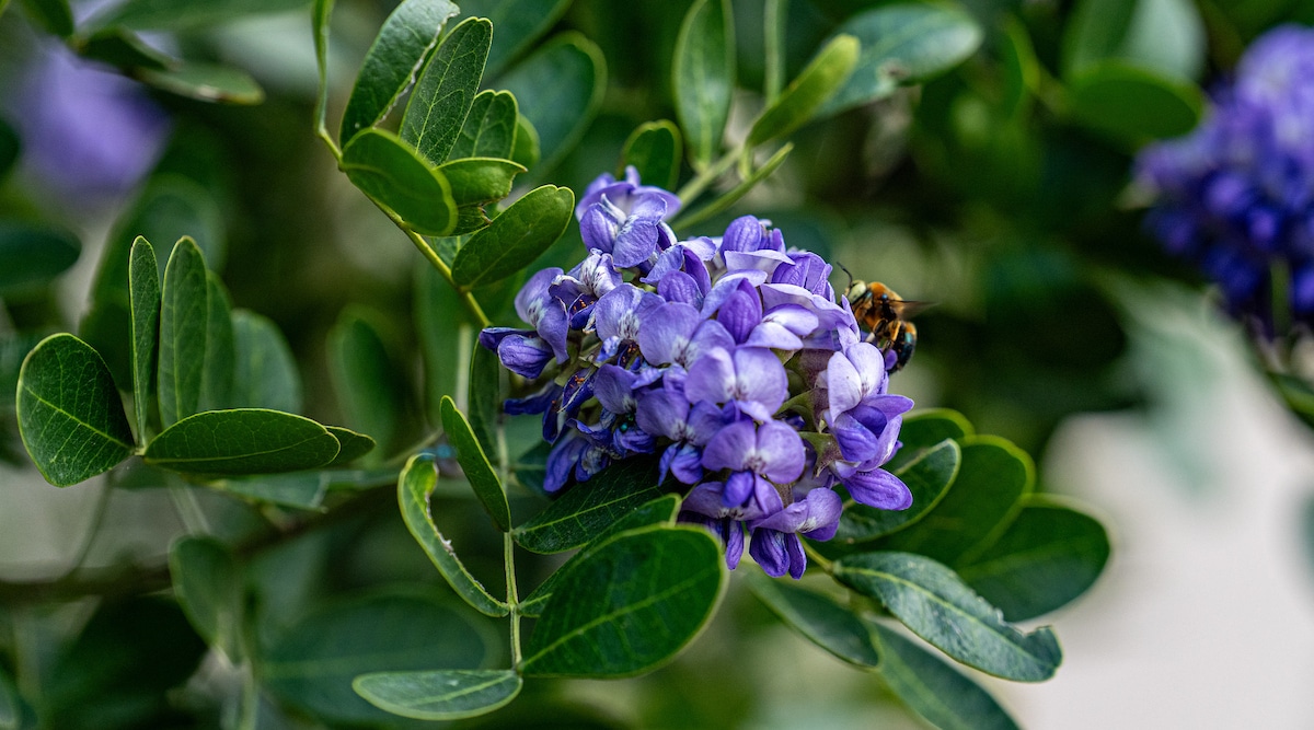 Texas Mountain Laurel Earns Texas Superstar Status
