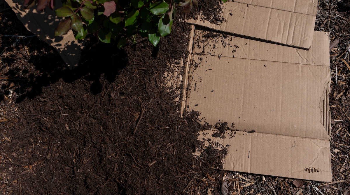 Cardboard in the garden