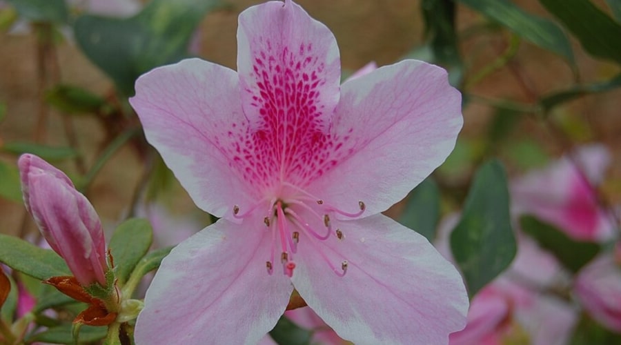 Azalea