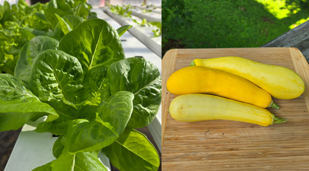 Home Gardeners Test Varieties of Vegetables and Flowers
