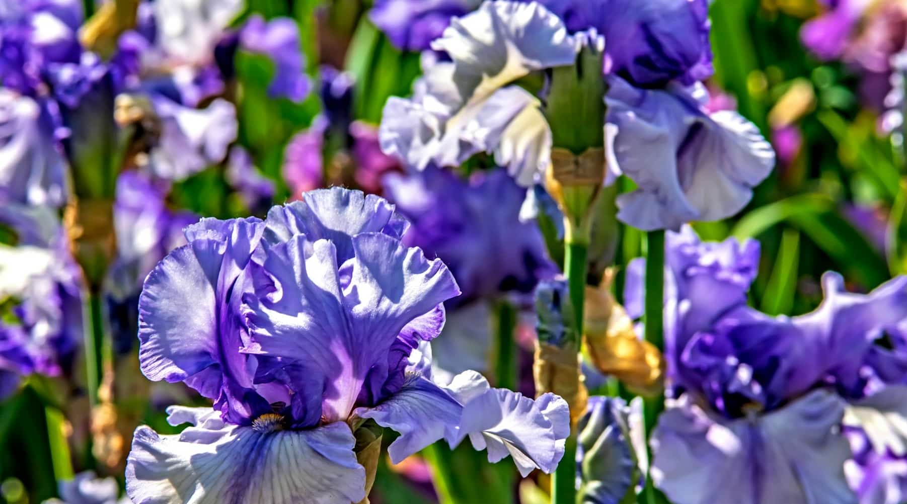 Irises