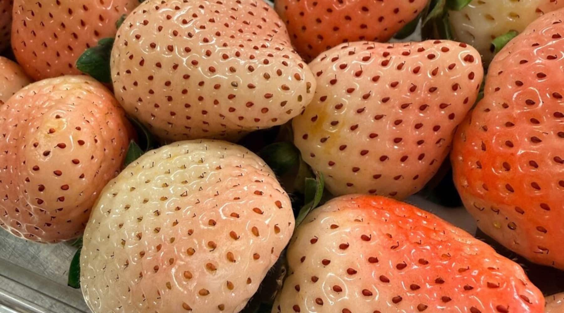 Pineberry