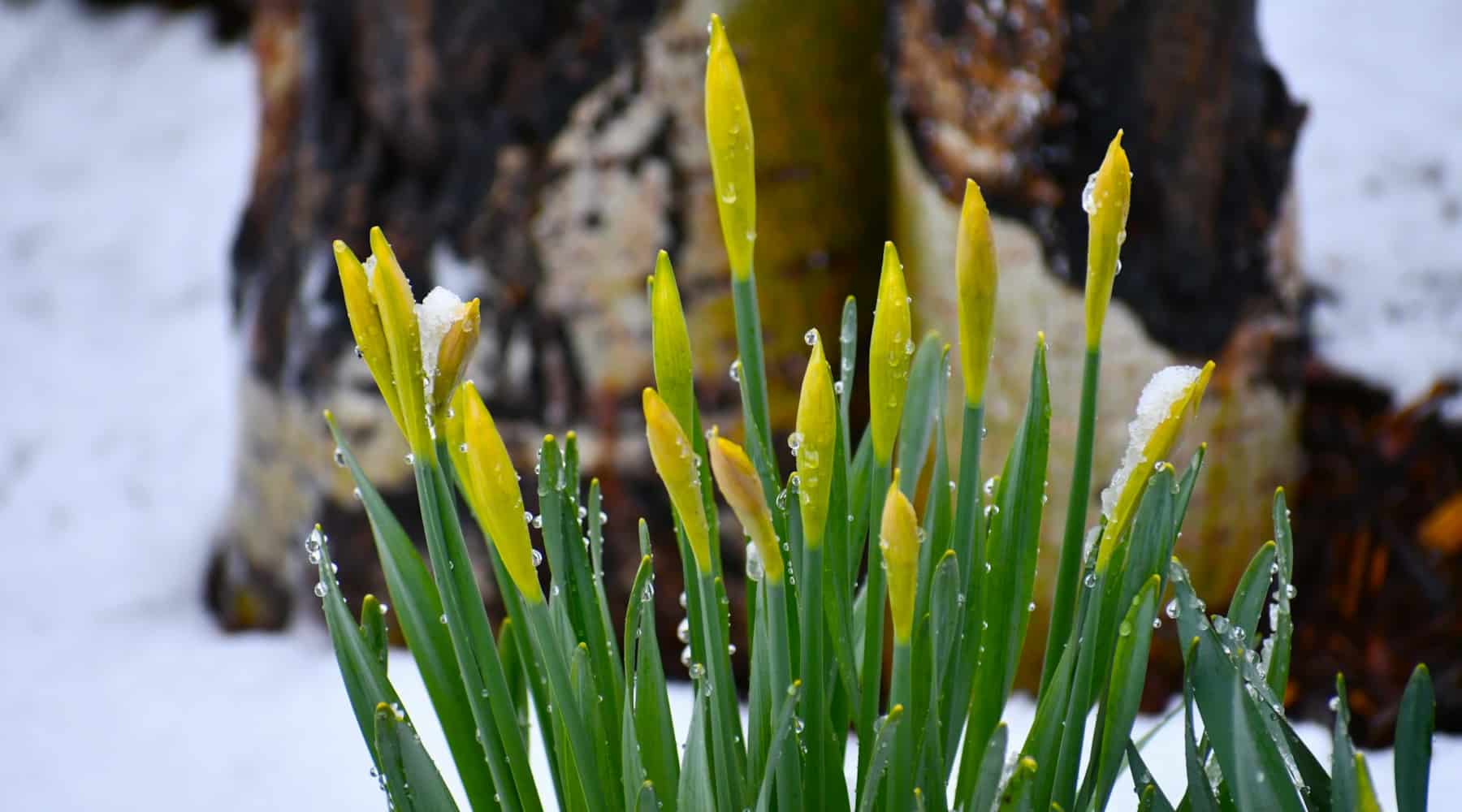 Spring Temperature Swings