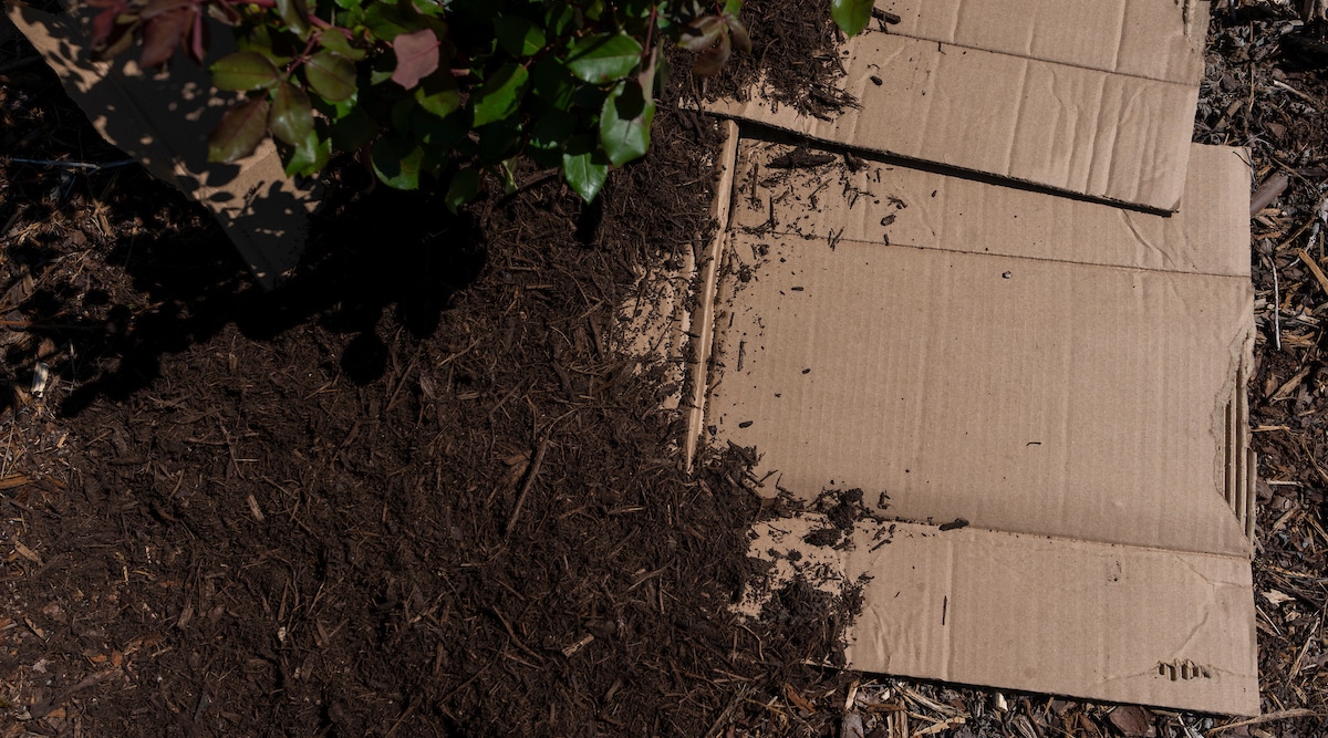 using cardboard in the garden