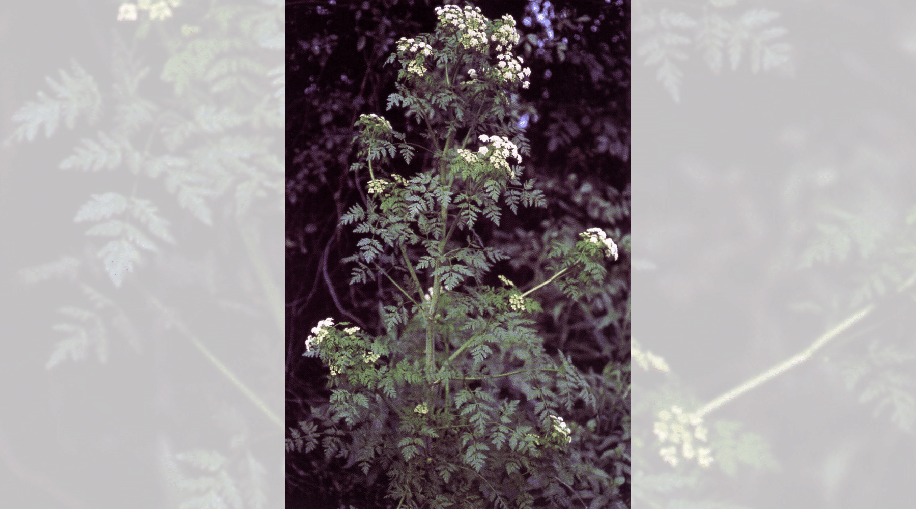 identifying poison hemlock