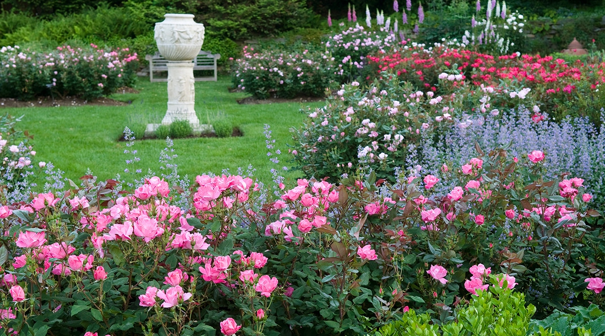 New Earth-Kind Roses Named for 2026