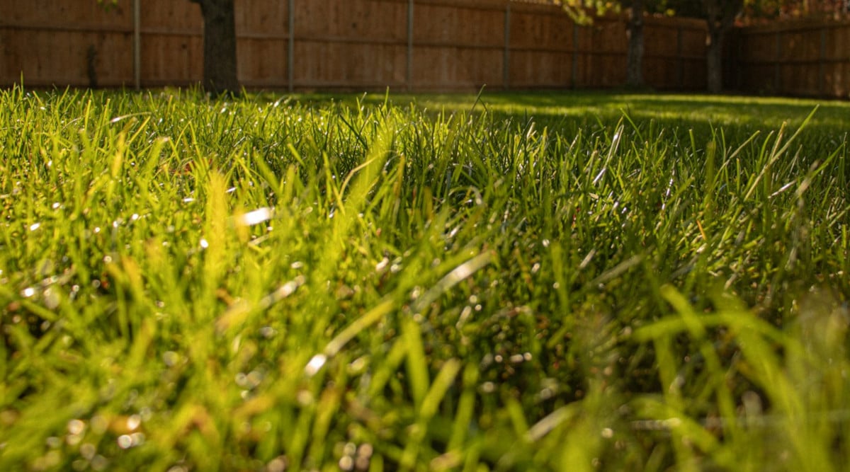 Crabgrass Control