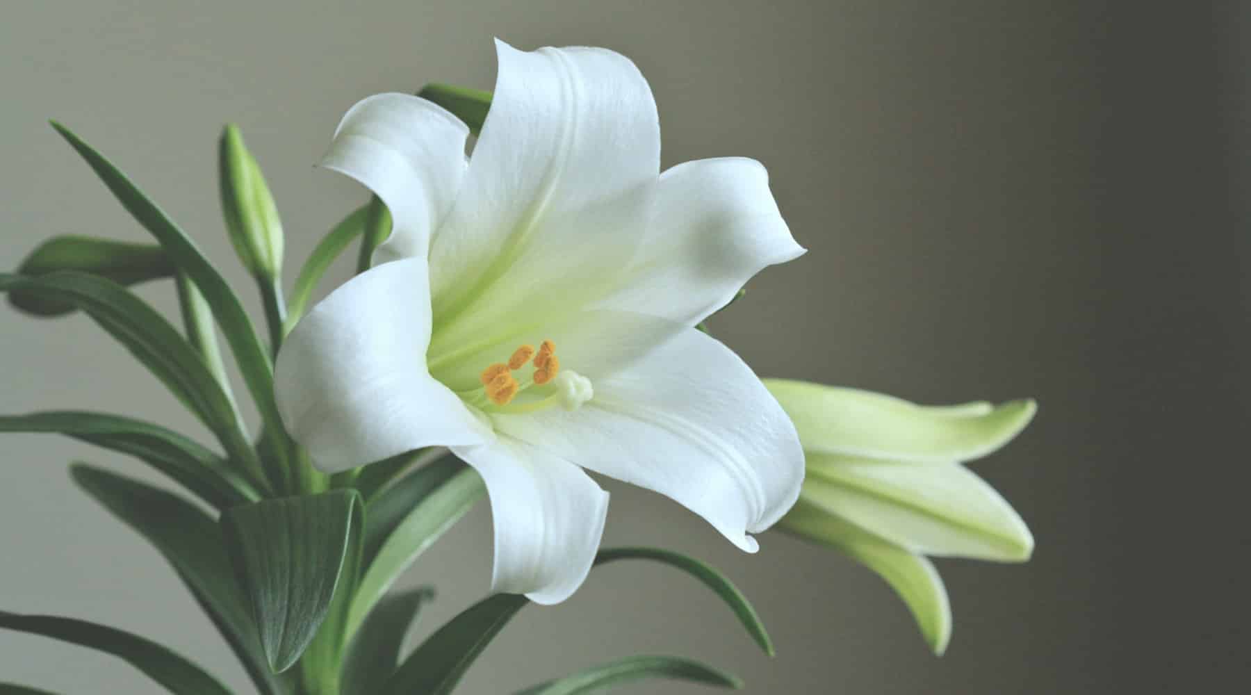Easter Lily Care: Enjoying a Spring Classic Beyond the Holiday