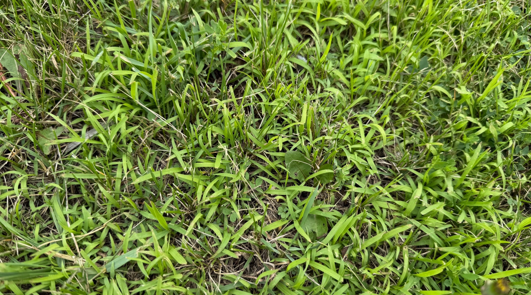 Crabgrass Management Plan Components