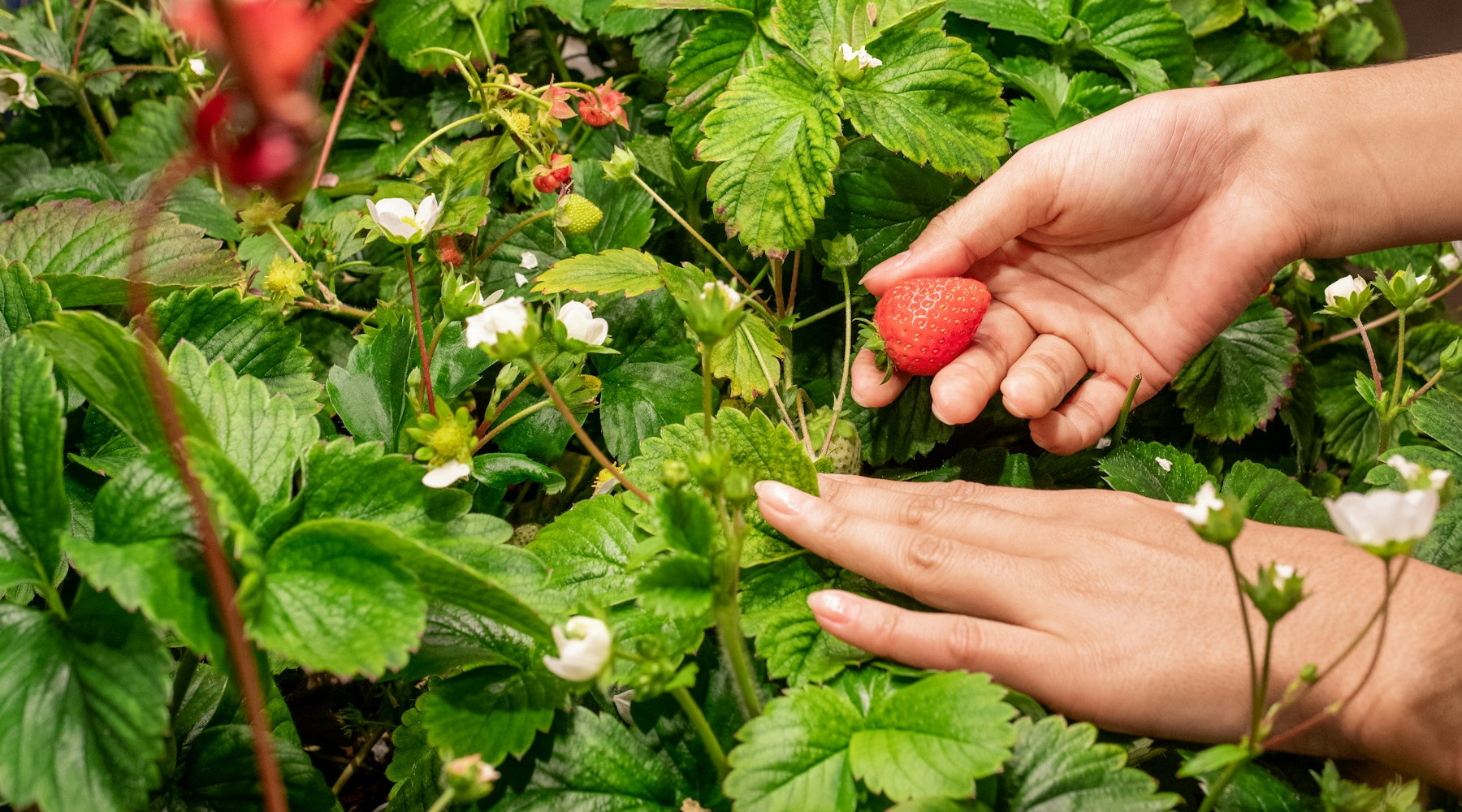 growing strawberries
