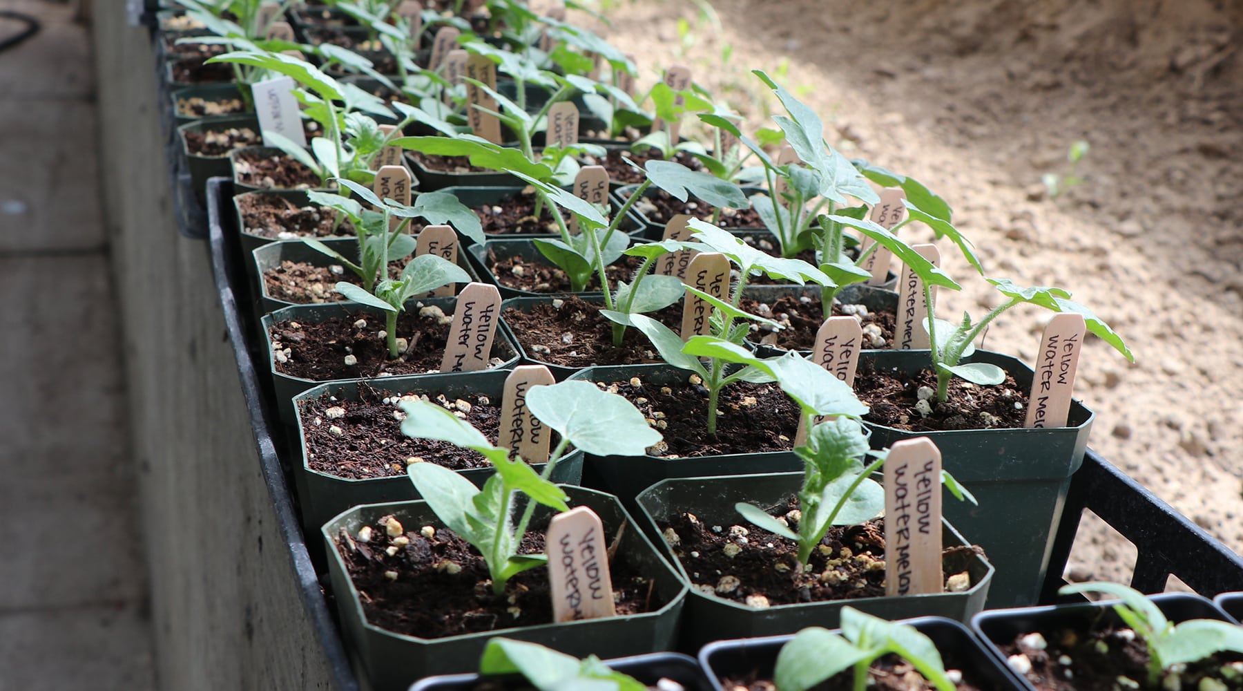 Starting a Garden Indoors