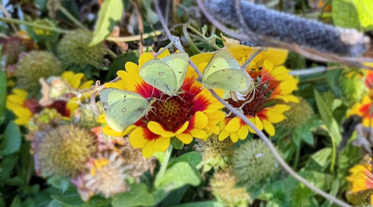 Managing Pests in the Garden and Landscape