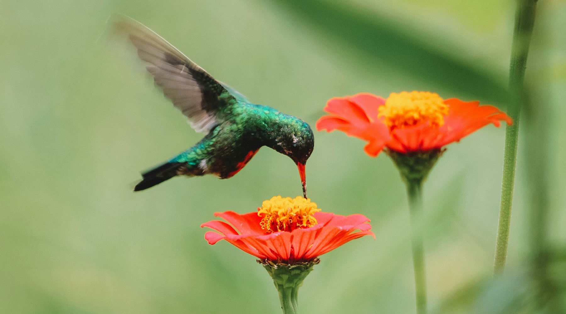 How Can I Attract Hummingbirds