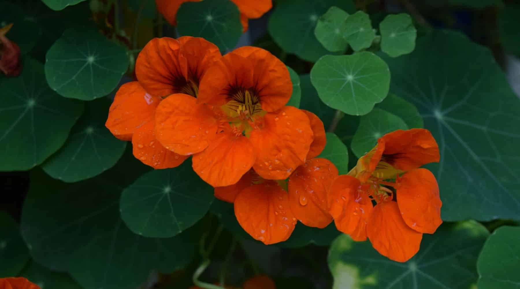 Flowers in the Vegetable Garden