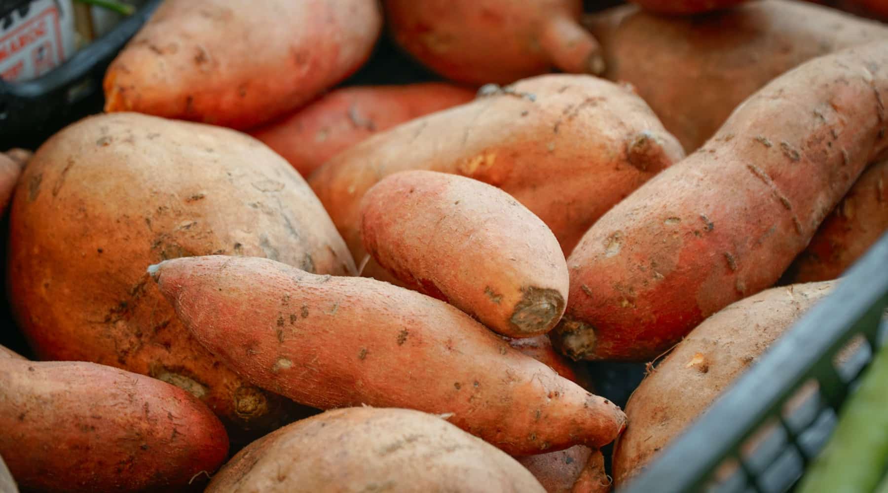 Growing Sweet Potatoes