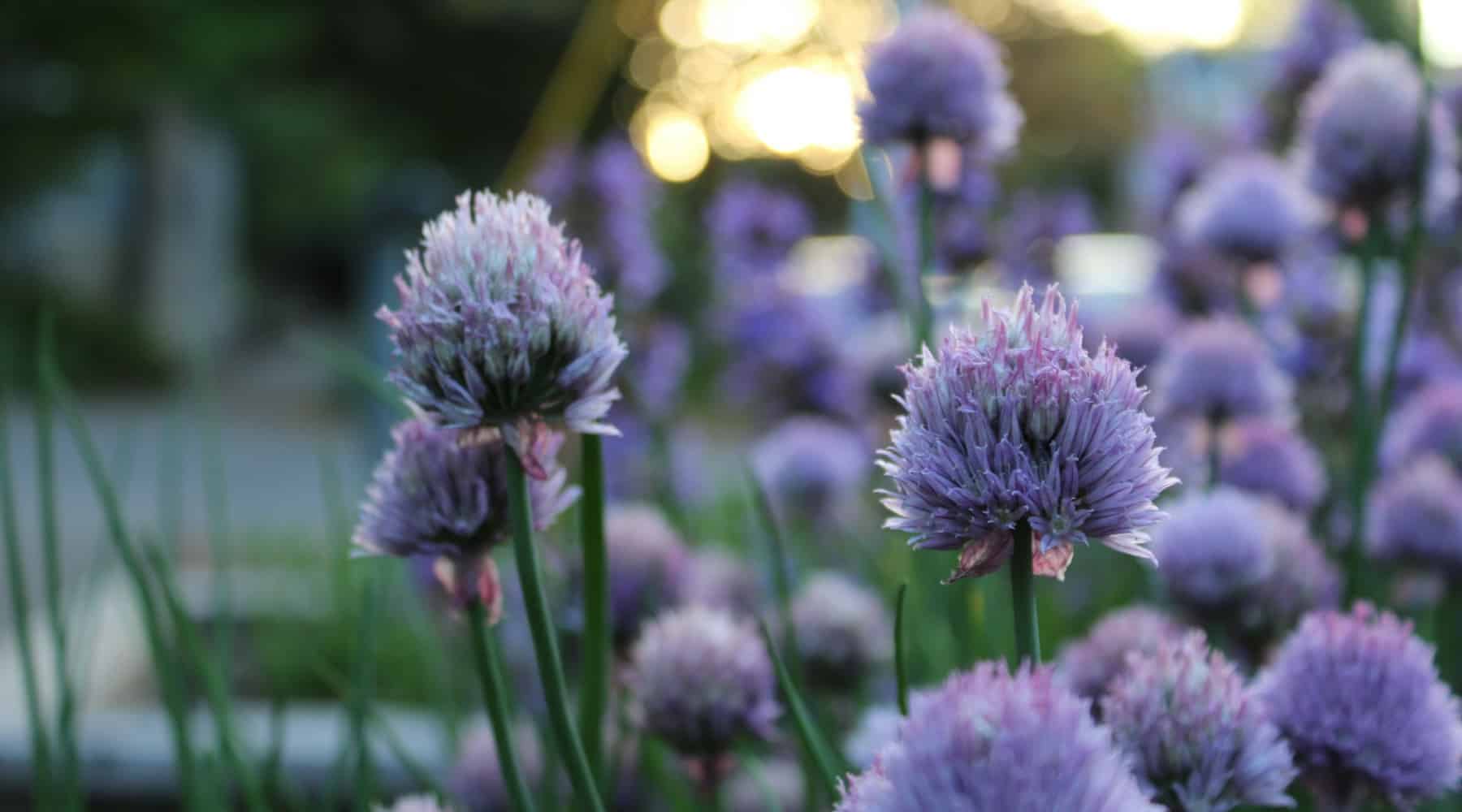 Microgardening