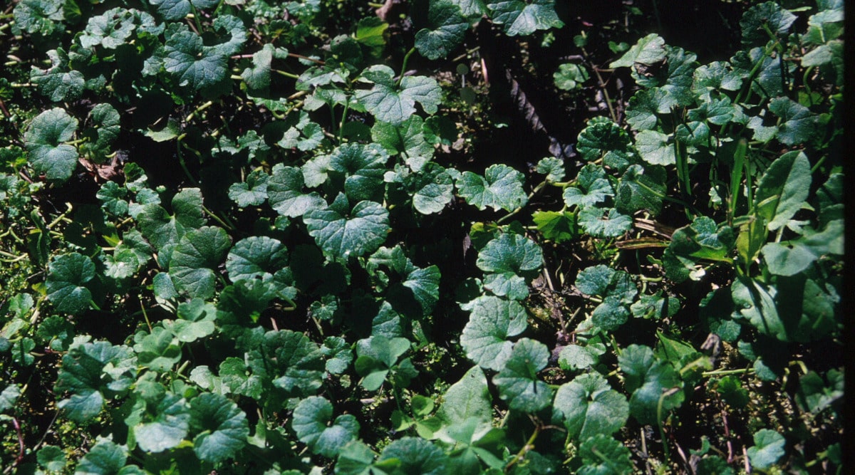 managing weeds