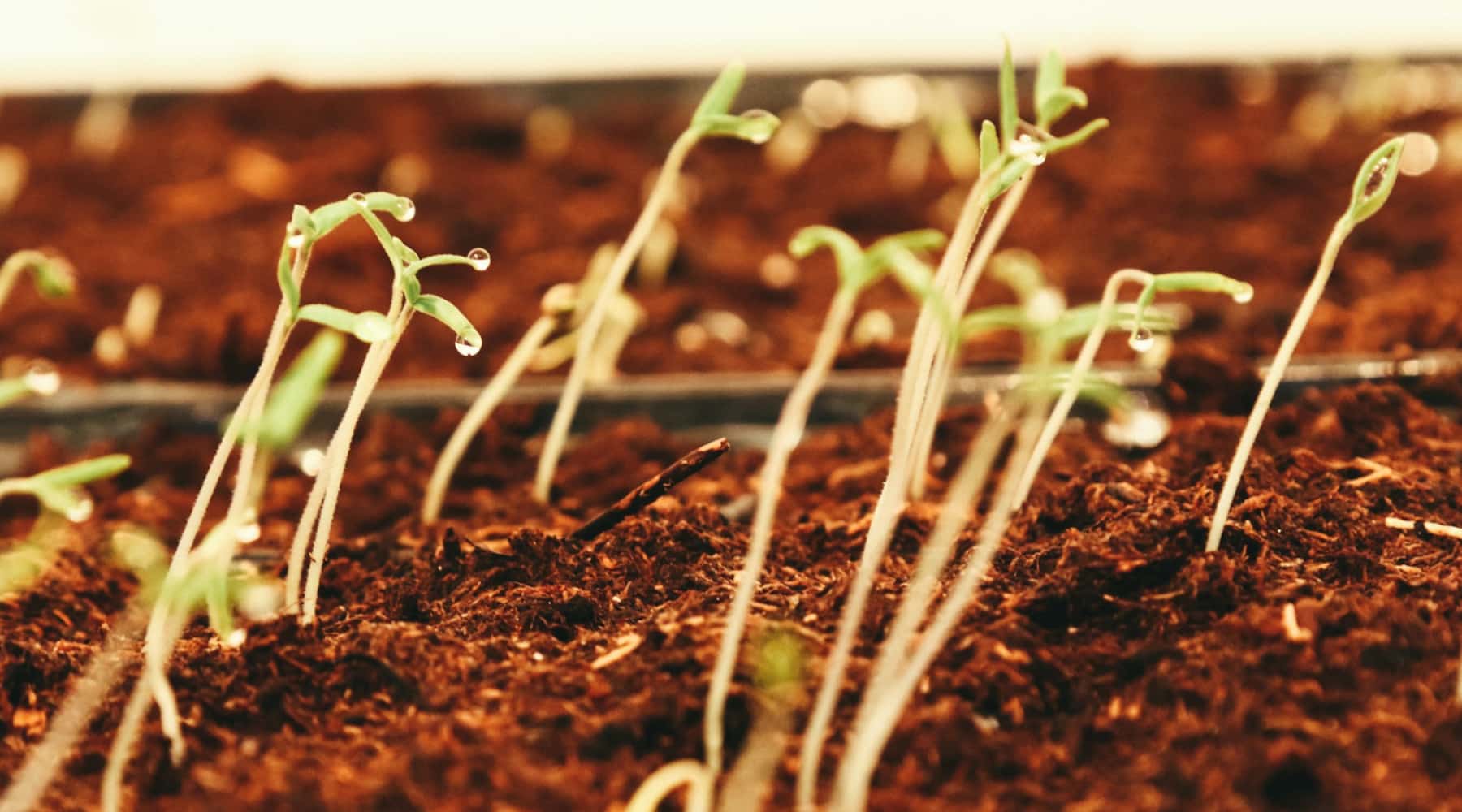 leggy seedlings