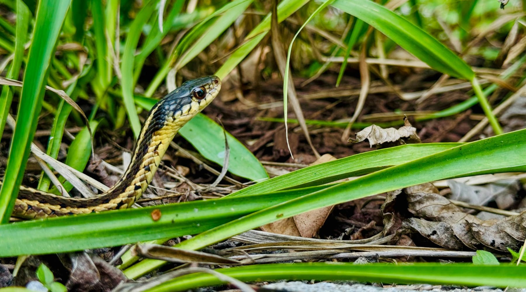 snakes in the yard