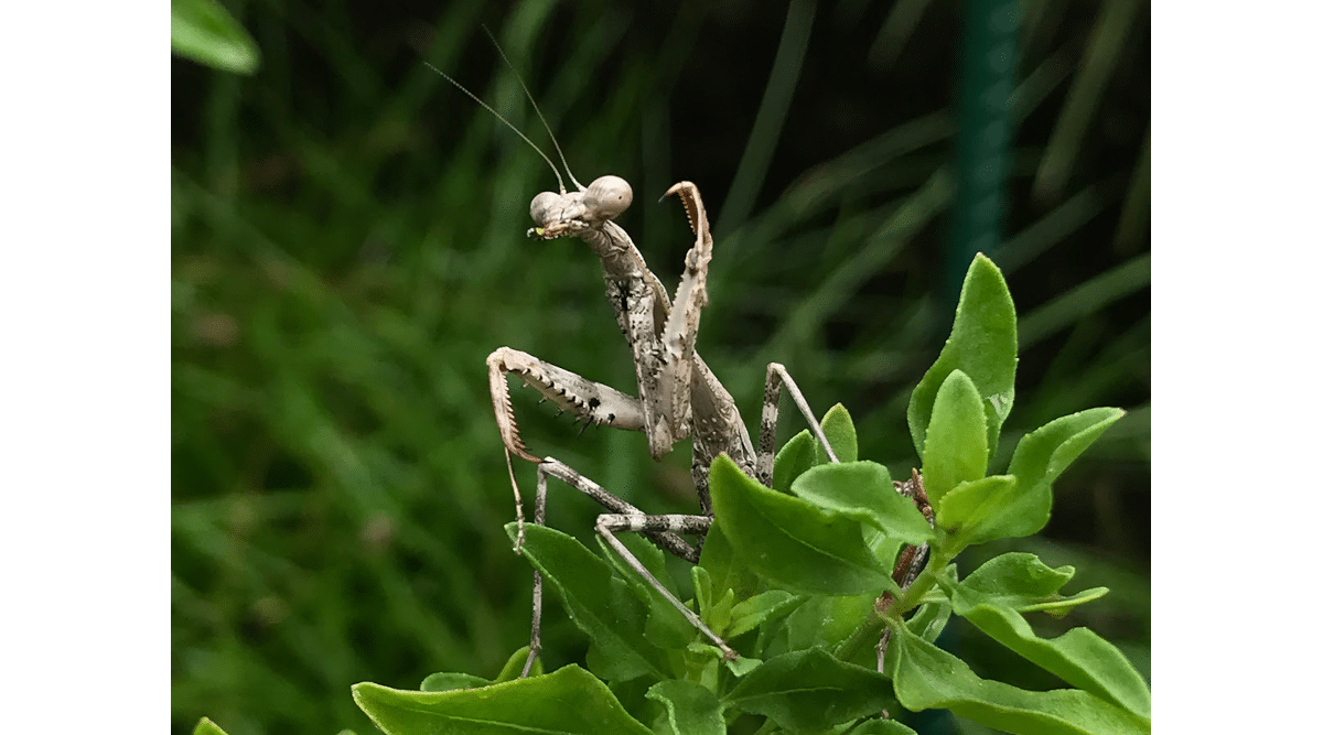Praying mantids are a distinctive predatory insect. Their forelegs are powerful, spiny tools the ambush predator uses to catch and subdue their prey. (Wizzie Brown/Texas A&M AgriLife)