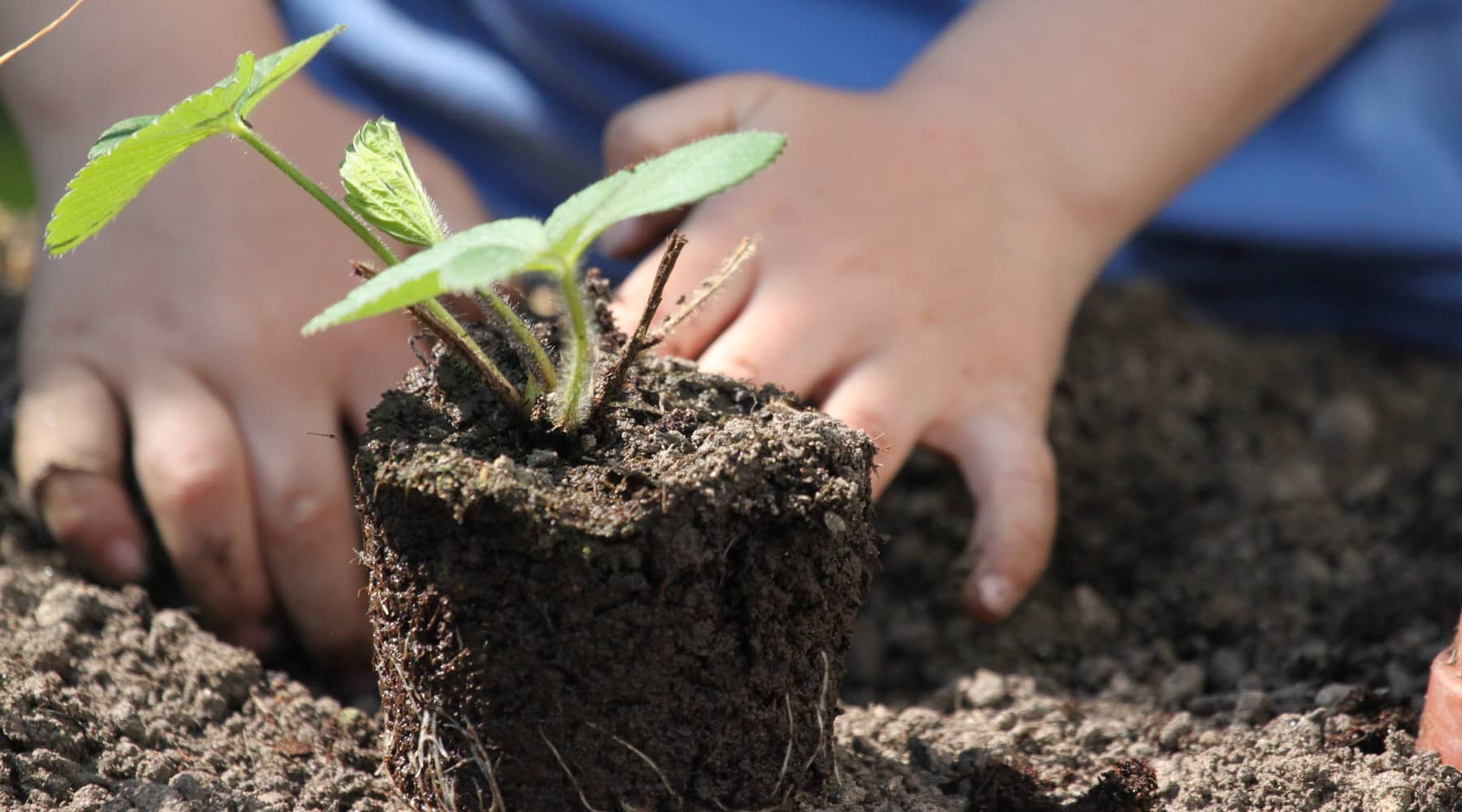 planting a garden