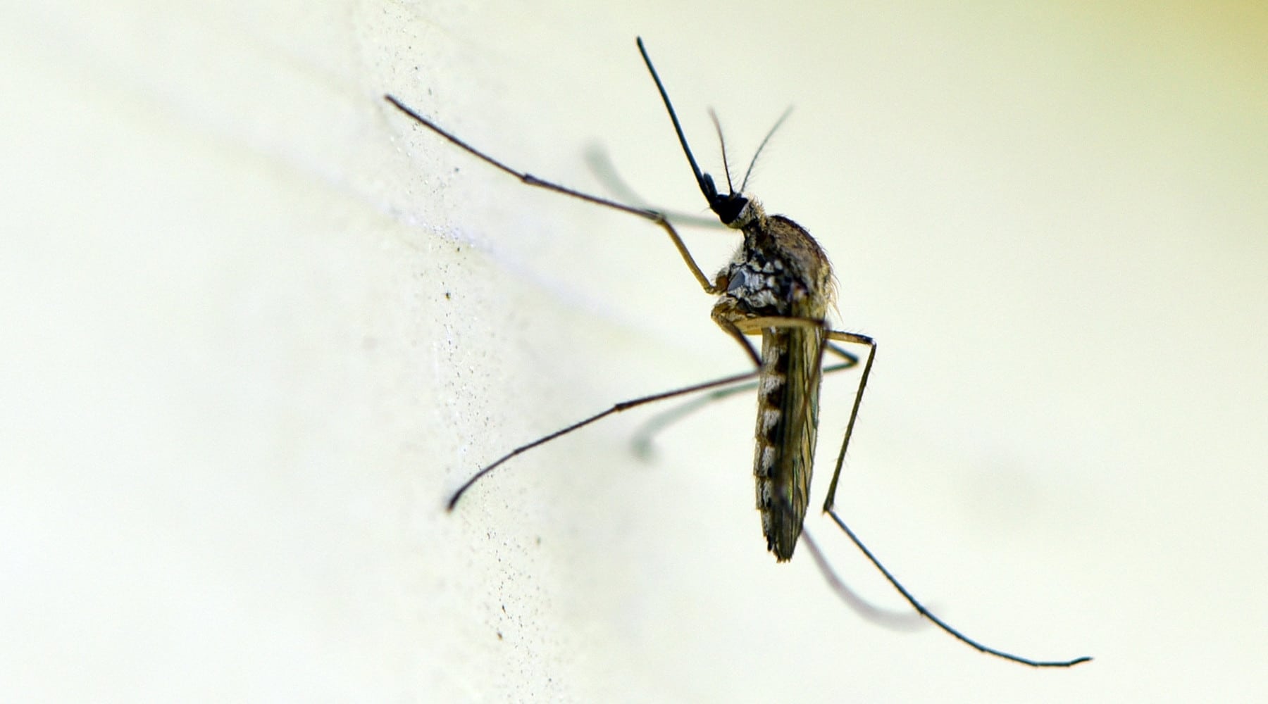mosquitos in the garden