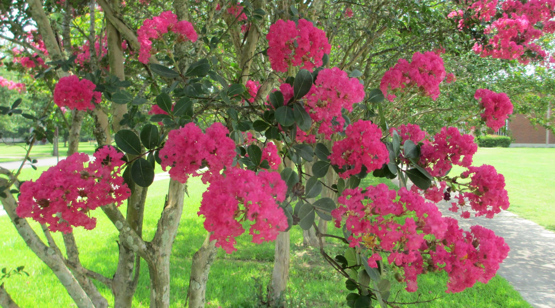 heat loving shrubs