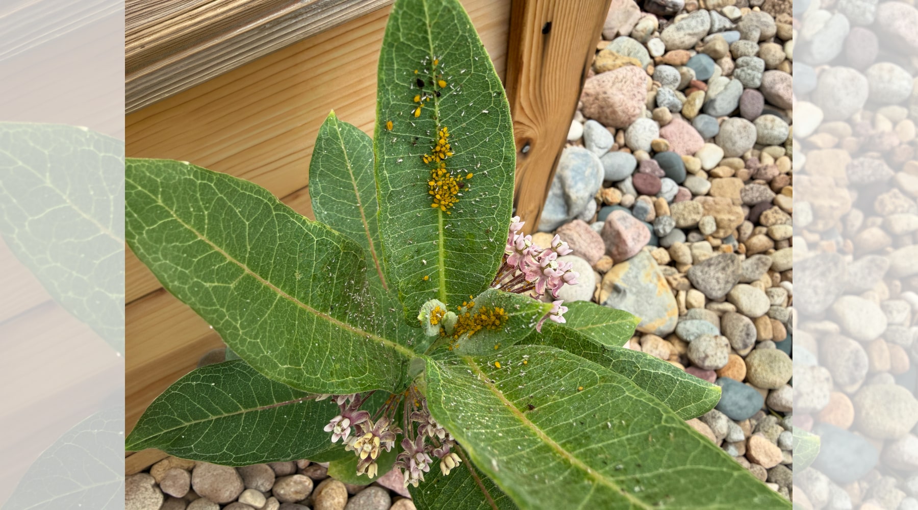 garden mistakes to avoid