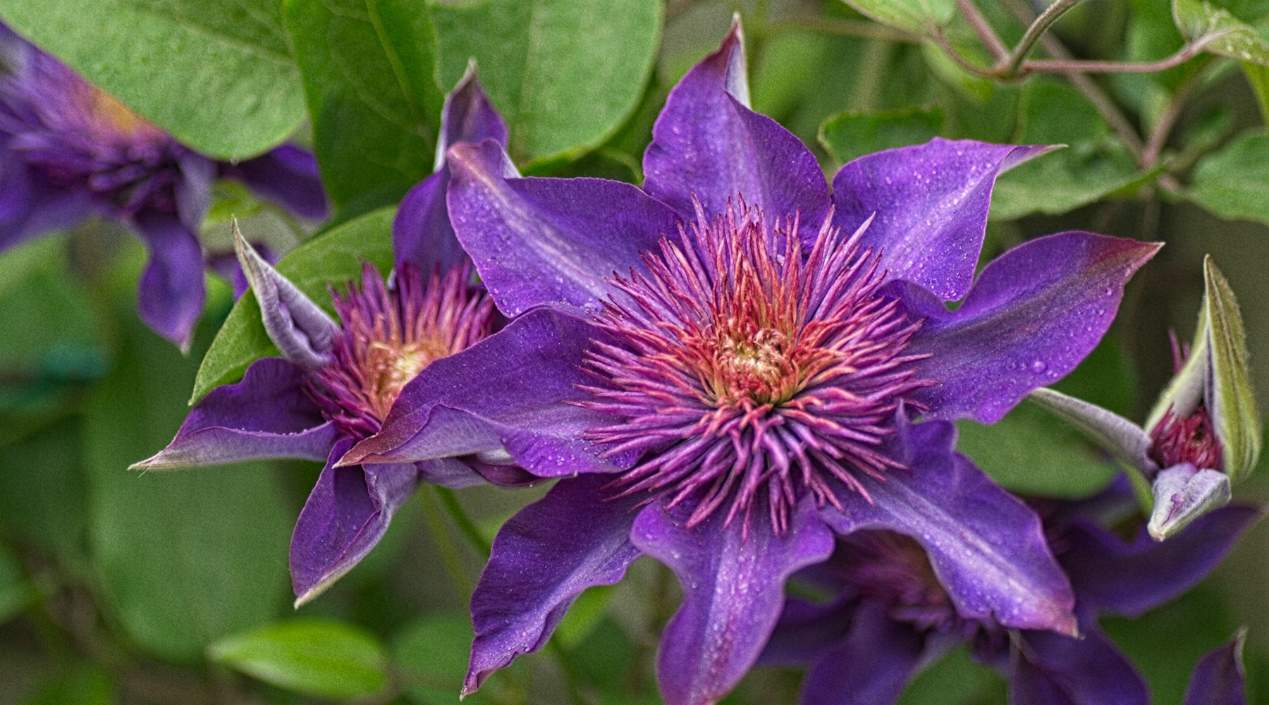 Growing Clematis