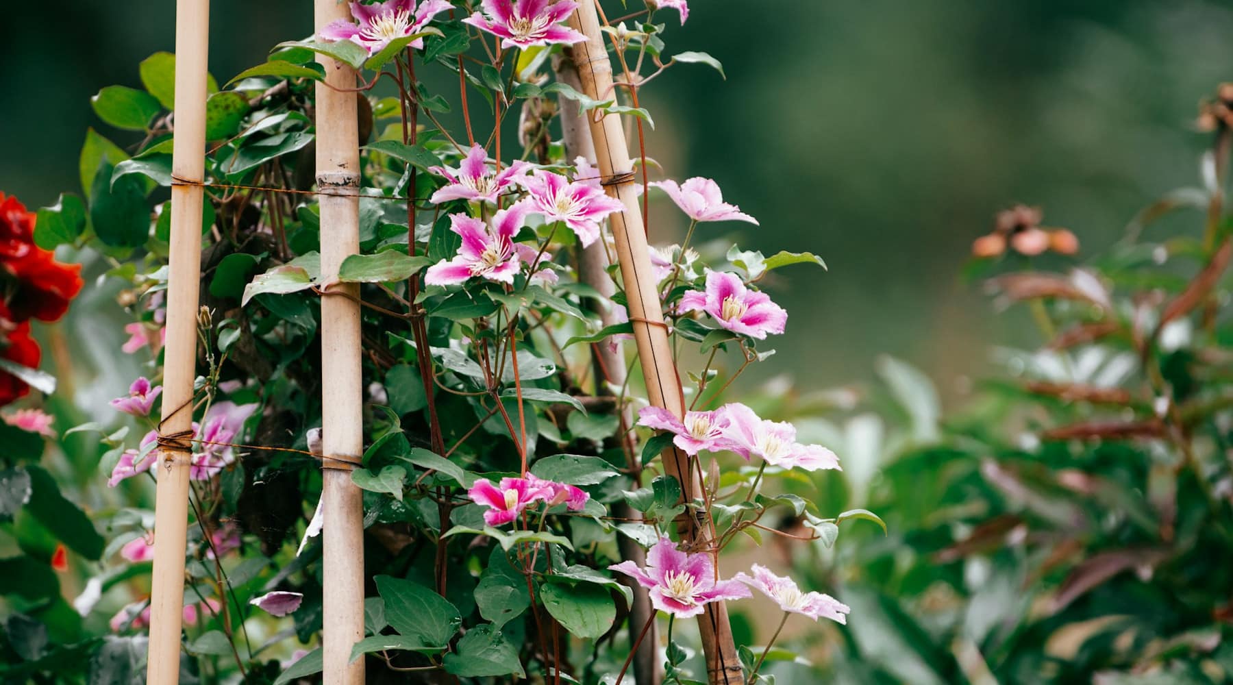 vines