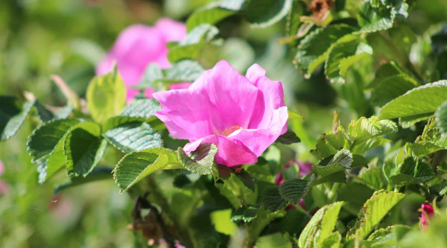 Growing Roses