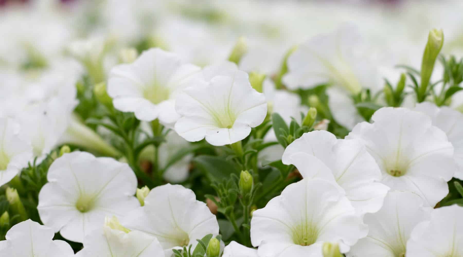 top new plants