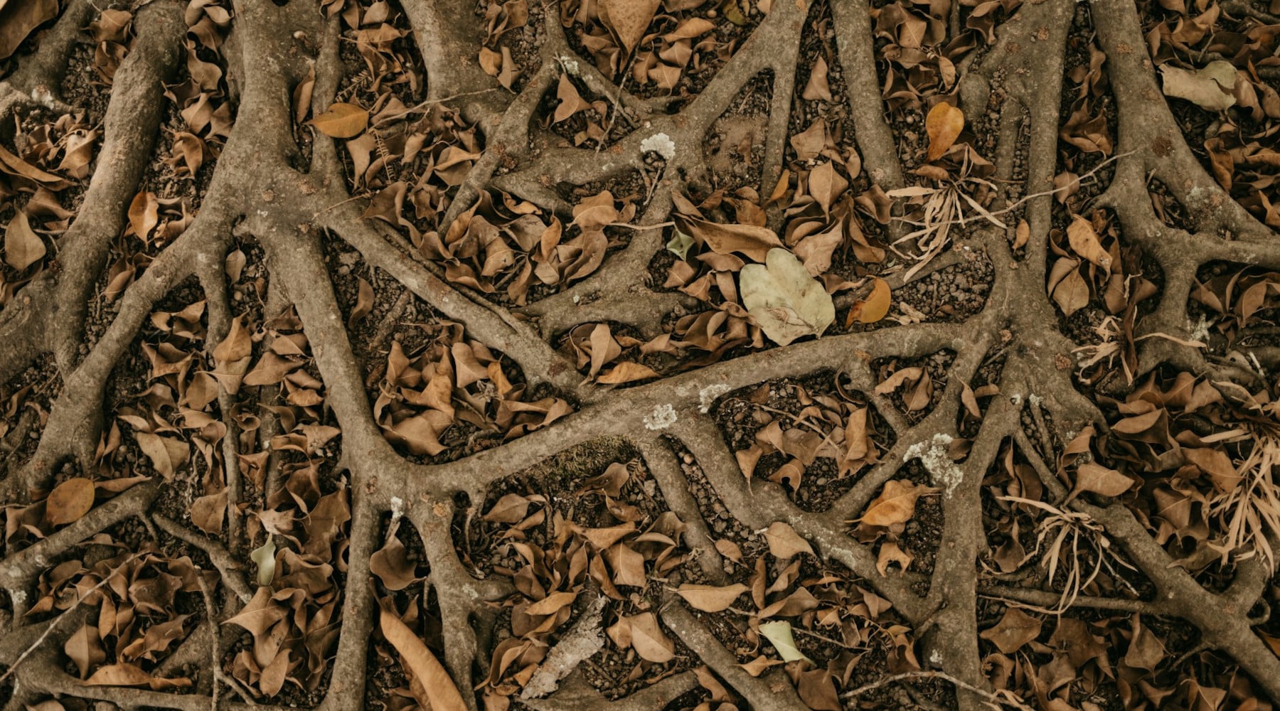 tree roots