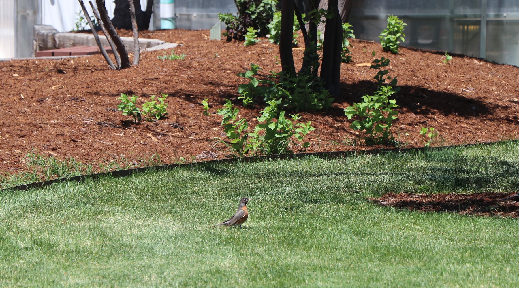 mulched bed with a robin in front