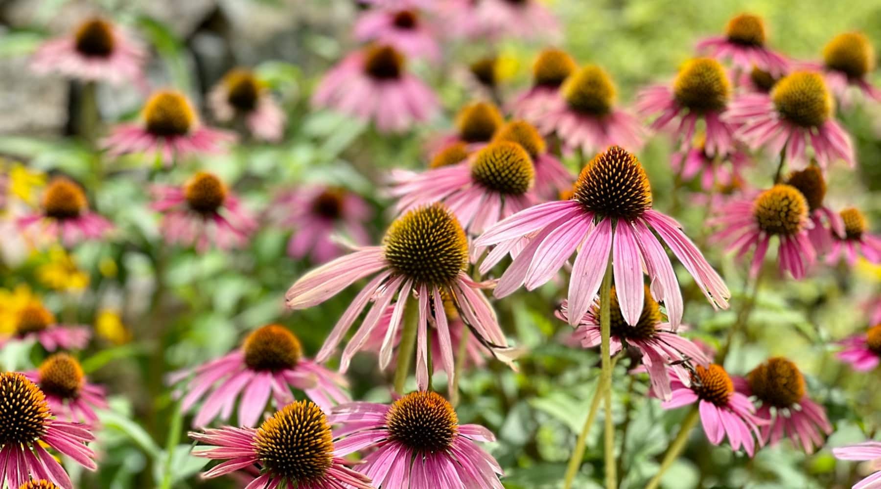 Flowers for summer