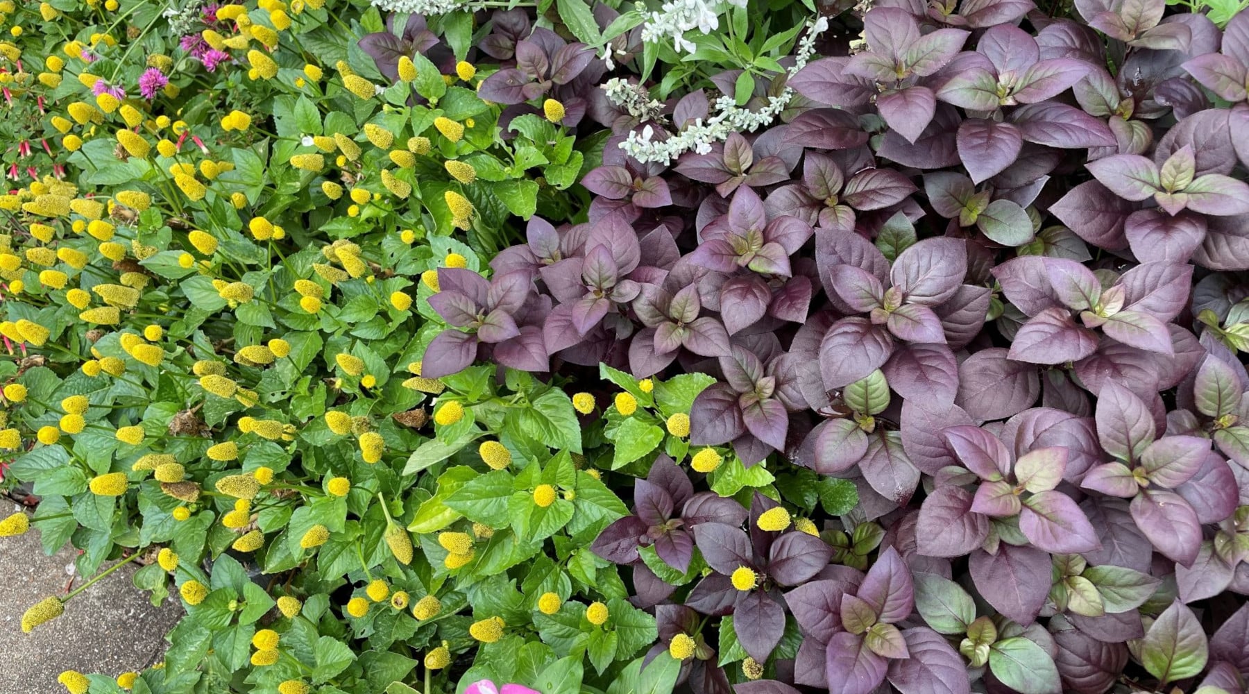 The yellow globes of the Spilanthes flowering herb, shown on the left, flourish in full sun and stand out when mingled with summer annuals. Photo by C. Scott, courtesy UTIA.