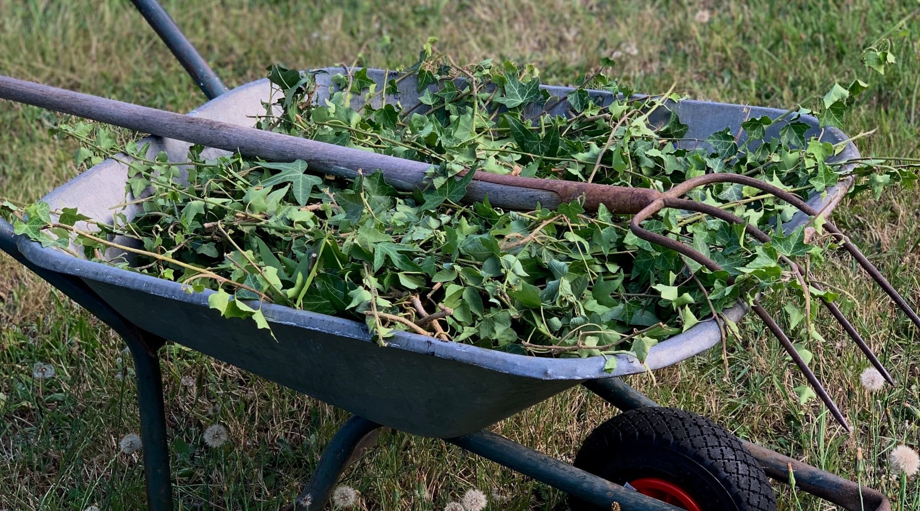 eating weeds