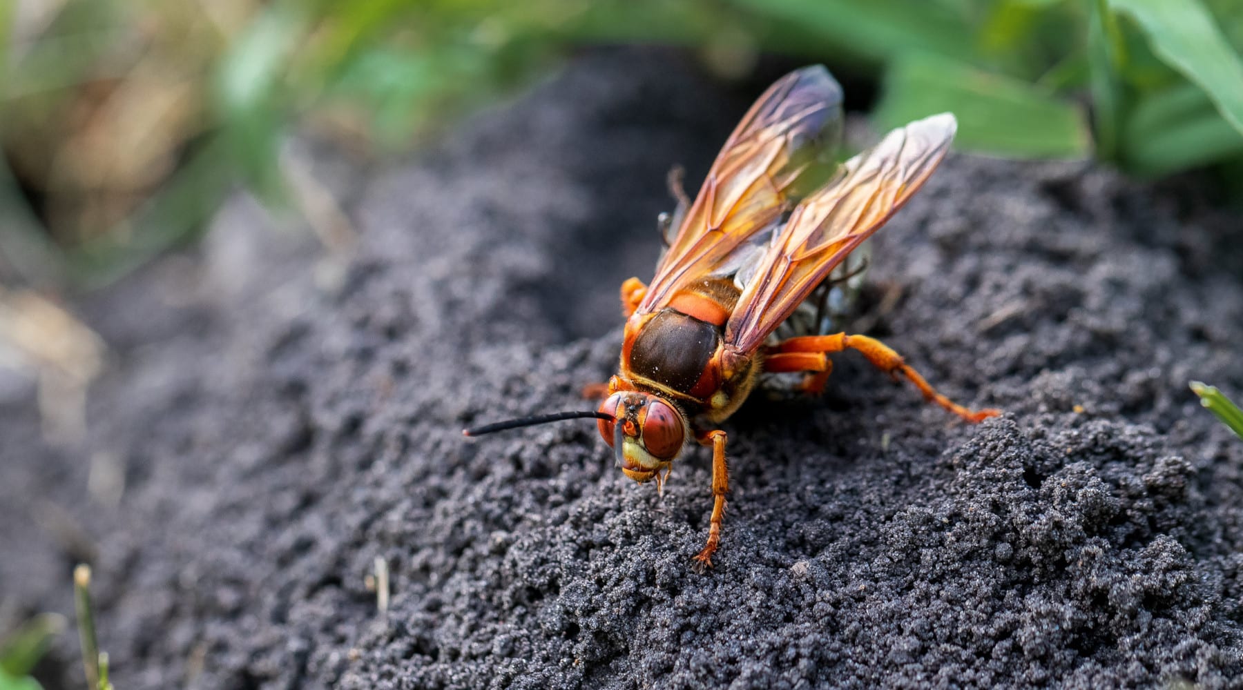 Cicada Killers