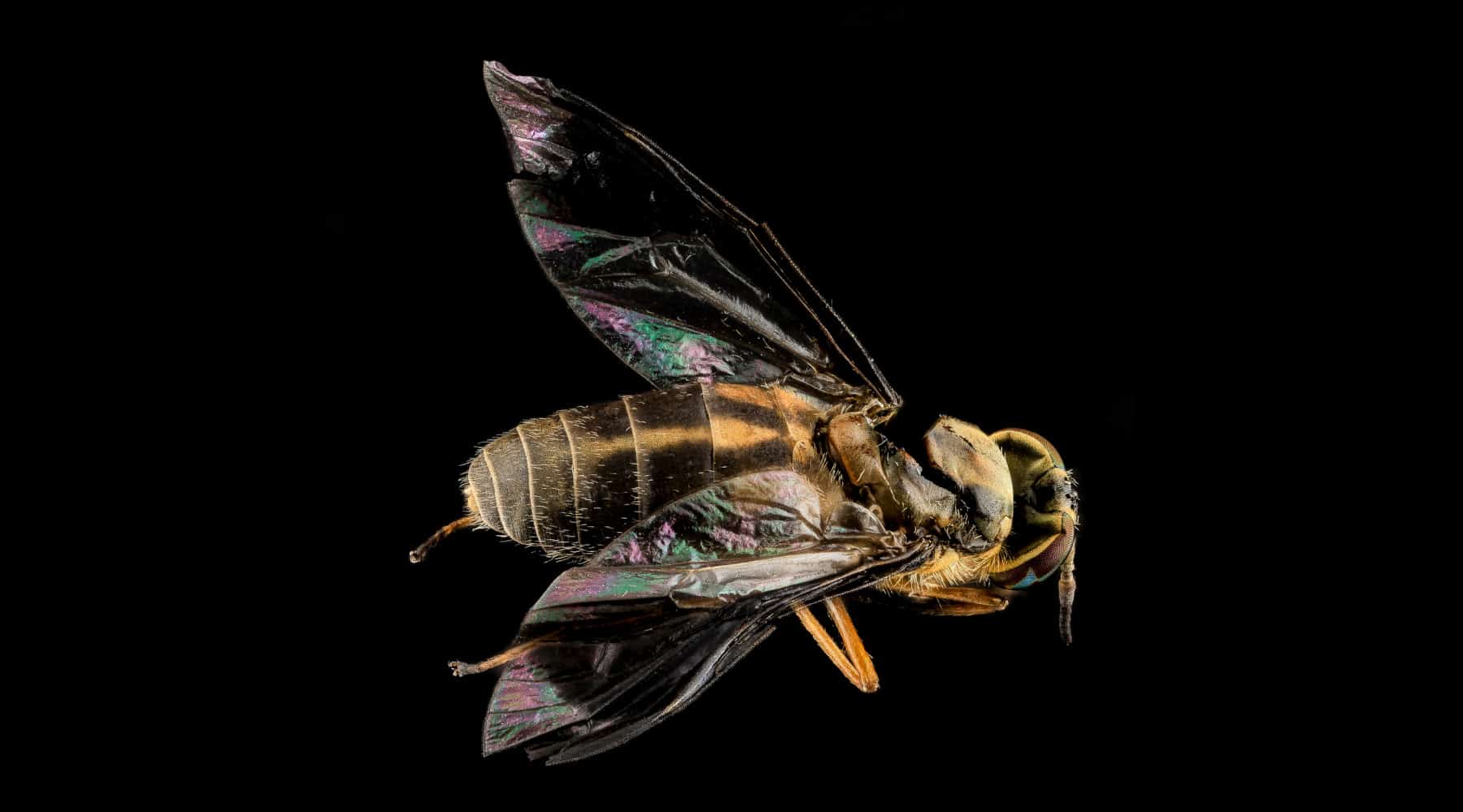 deer flies