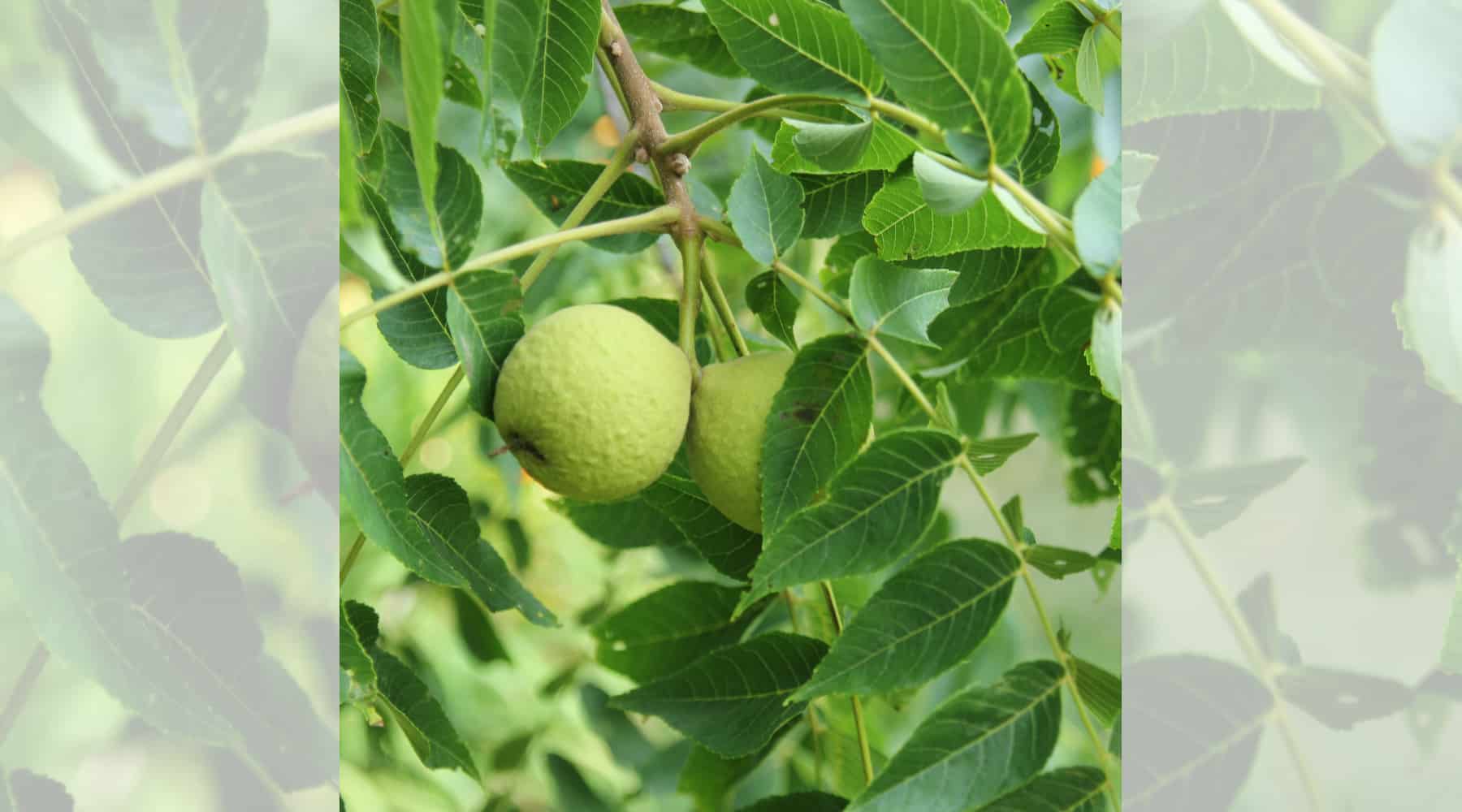 Black Walnut Toxicity