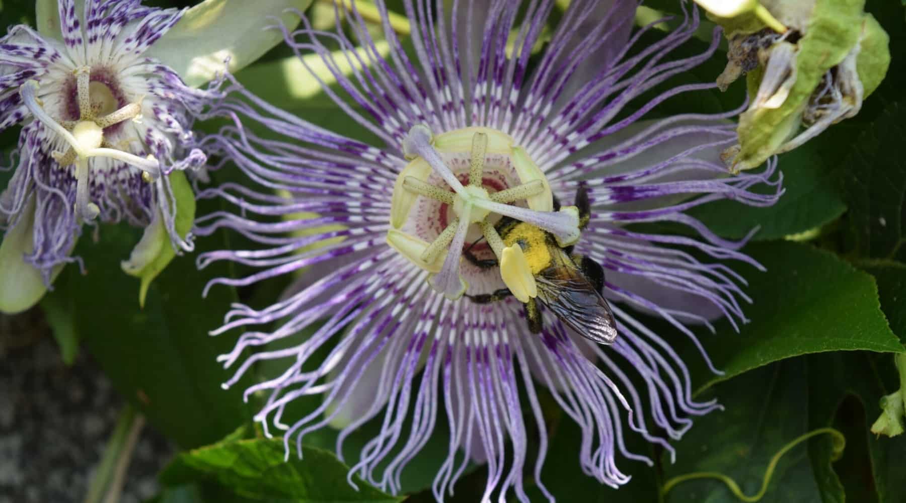 Passion Flower
