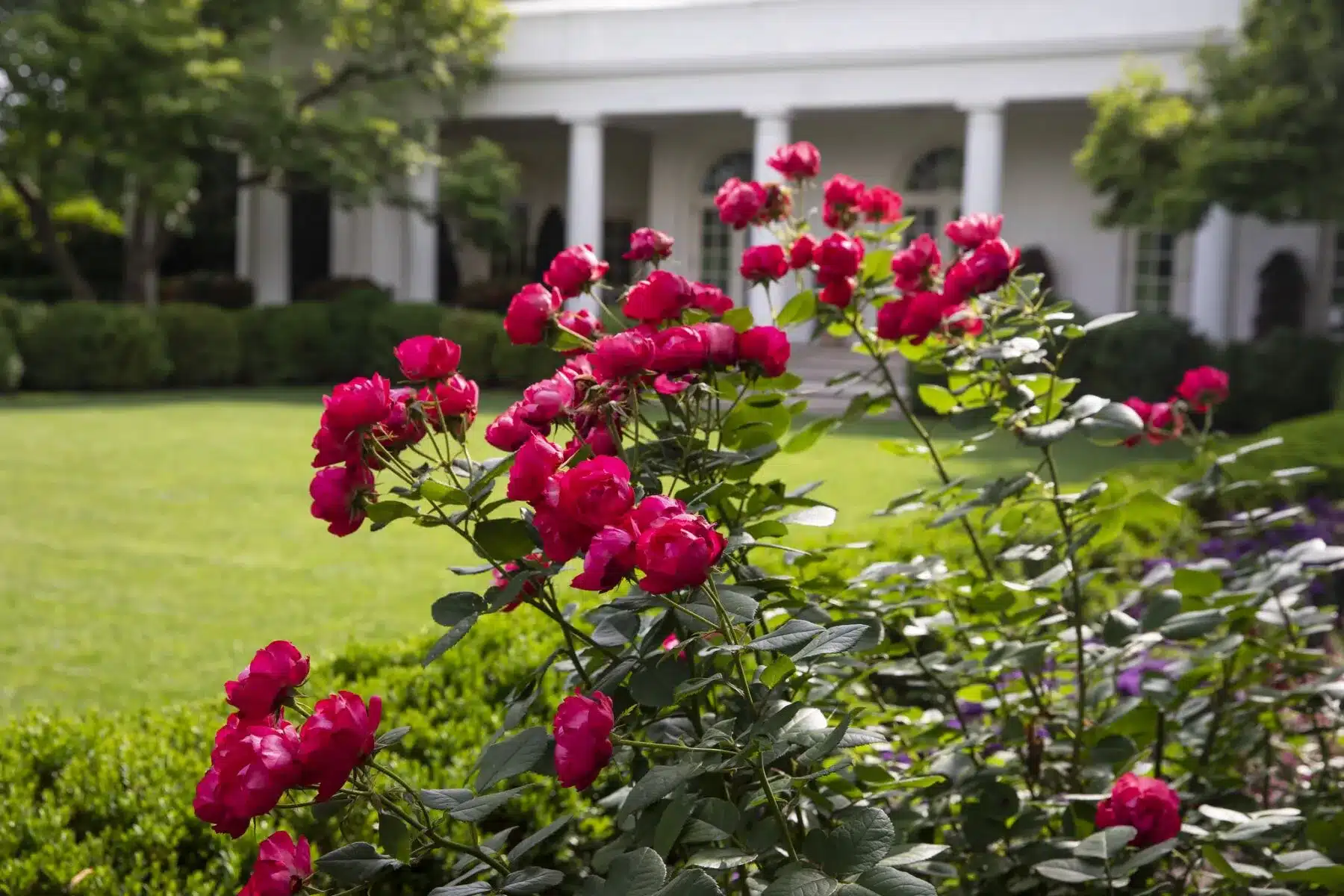 Trump White House, Public Domain)