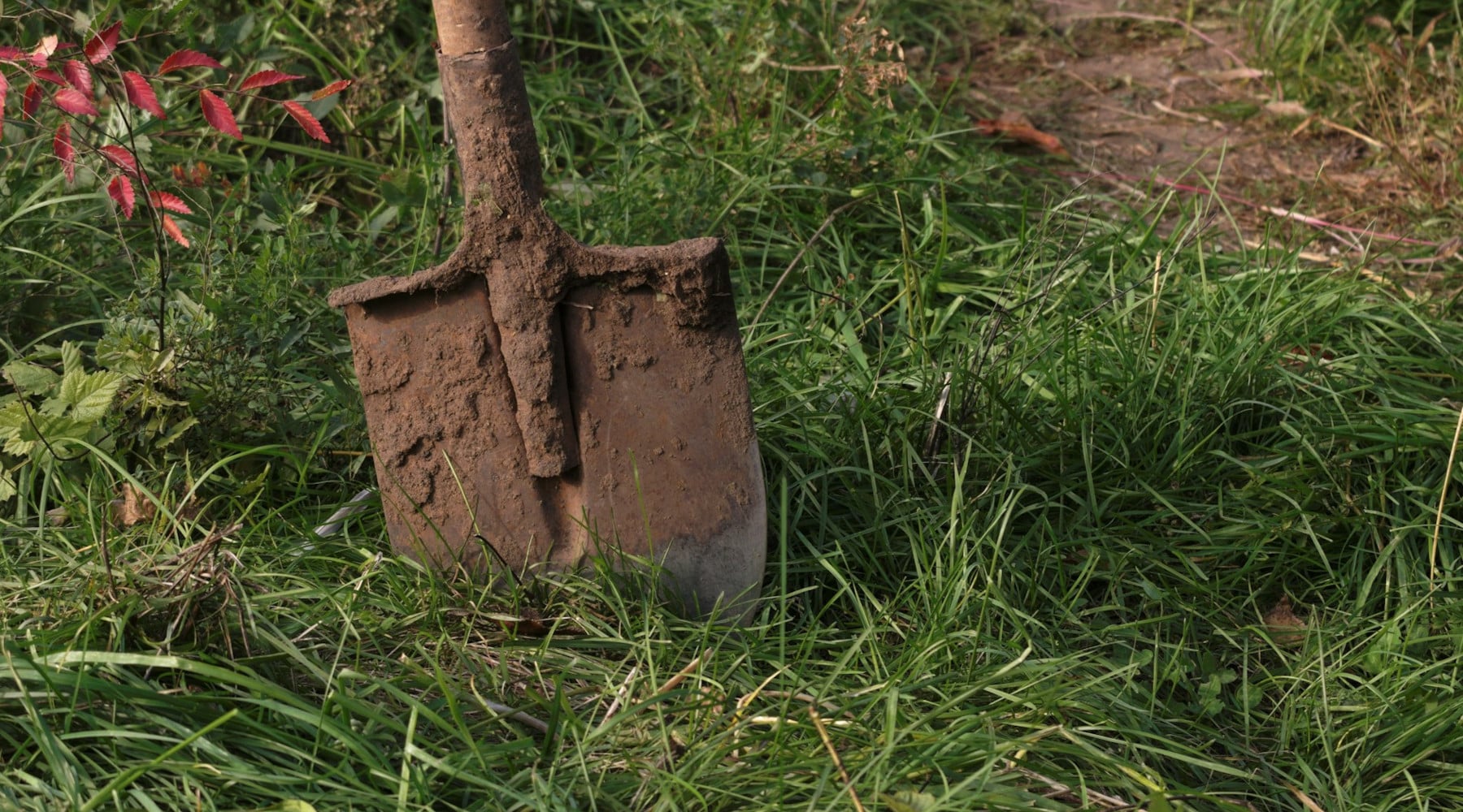 Planting Trees in July