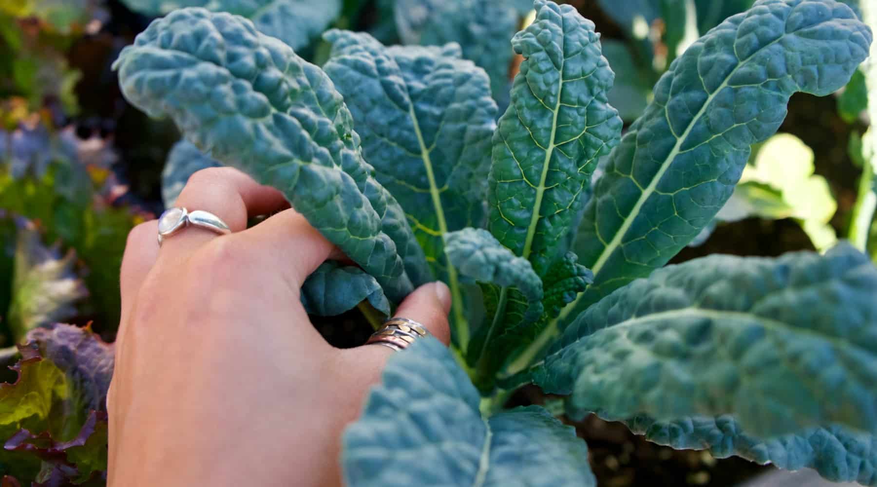 Who Says a Vegetable Garden Needs Full Sun? Some Plants Do Well in Shadier Spots